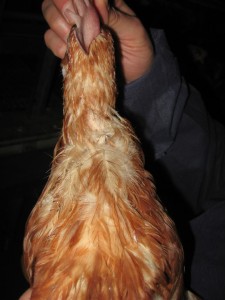 Neck moult with feather pecking