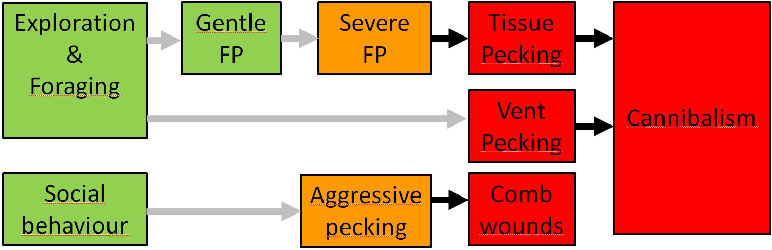 Different components of injurious and feather pecking (FP) behaviour